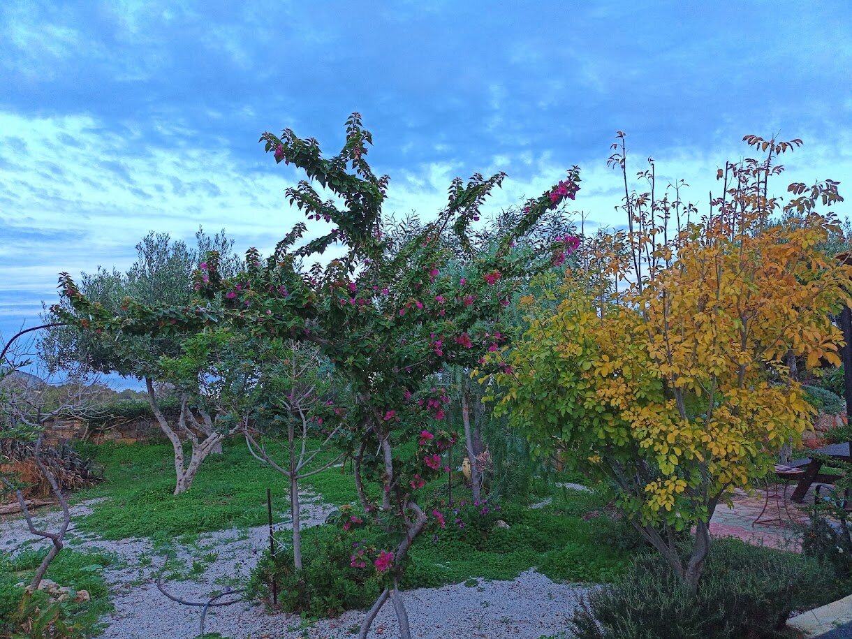 The garden in flower at the end of December