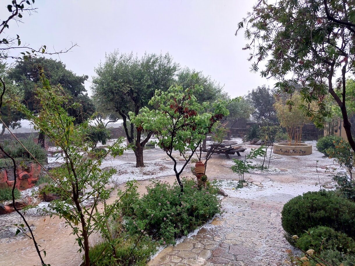The garden after a hailstorm
